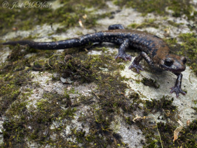 Pigeon Mountain Salamander: Plethodon petraeus