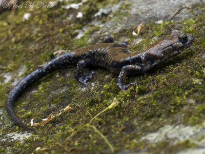 Pigeon Mountain Salamander: Plethodon petraeus