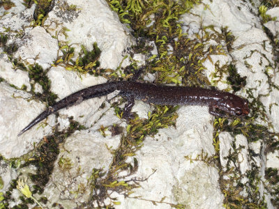 Southern Zigzag Salamander: Plethodon ventralis