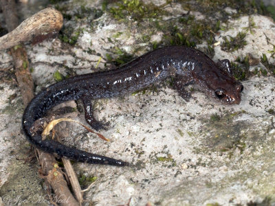Southern Zigzag Salamander: Plethodon ventralis
