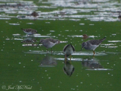 Stilt Sandpiper: Bartow Co., GA