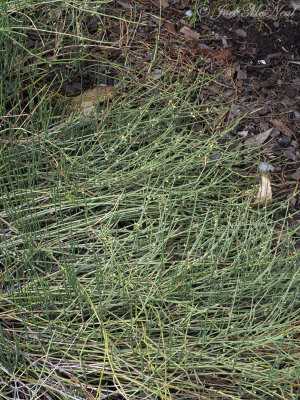 Ephedra gerardiana var. sikkimensis