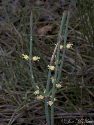 <i>Ephedra gerardiana</i> var. <i>sikkimensis</i>