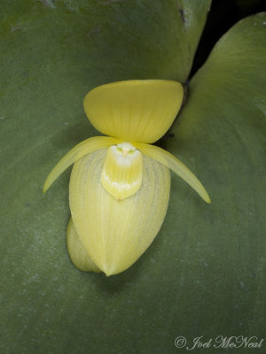 <i>Pleurothallis titan</i>