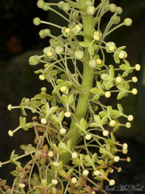 Nepenthes truncata, inflorescence