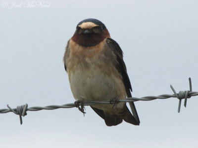 Cliff Swallow: Petrochelidon pyrrhonata