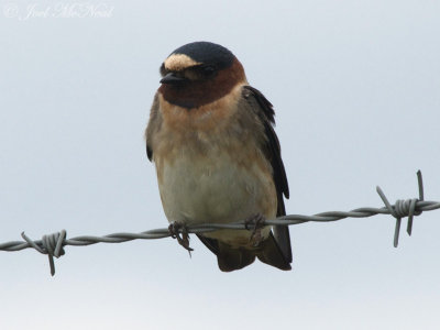 Cliff Swallow: Petrochelidon pyrrhonata