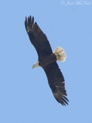 Bald Eagle: Liberty Co., GA