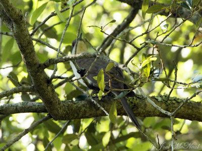 Black-billed Cuckoo: Liberty Co., GA
