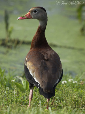 Black-bellied Whistling-Duck: Bartow Co., GA