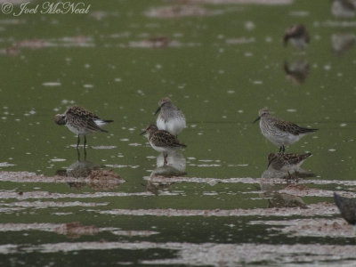 White-rumped Sandpipers (with Leasts): Bartow Co., GA