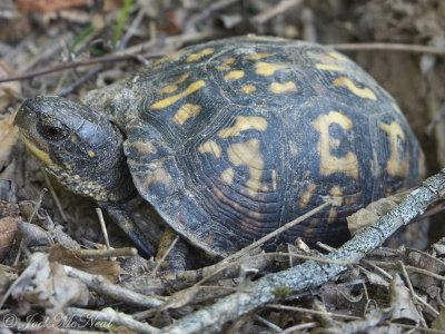 Eastern Box Turtle digging egg burrow: State Botanical Garden of GA