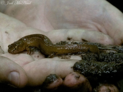 Spring Salamander: Sosebee Cove