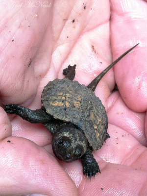 baby Snapping Turtle: Conasauga River