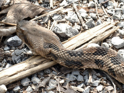 Timber Rattlesnake: Walker Co., GA