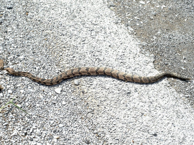 Timber Rattlesnake: Walker Co., GA