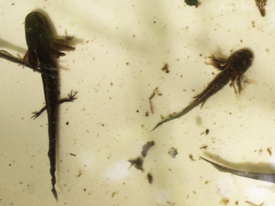 larval Spotted Salamanders: Crockford-Pigeon Mountain WMA