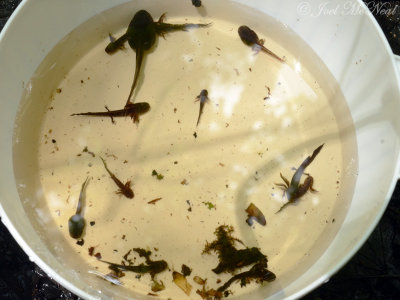 Sag pond larval amphibians: Crockford-Pigeon Mountain WMA