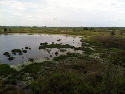 Okefenokee Swamp habitat mosaic from tower