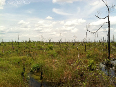 Swamp forest burned in 2011 fire: Okefenokee NWR