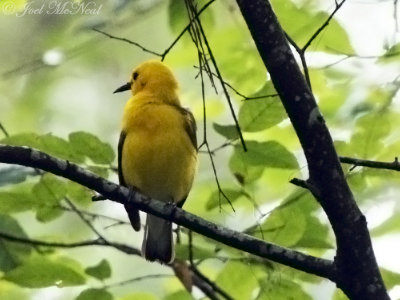 male Prothonotary Warbler: Reed Bingham State Park
