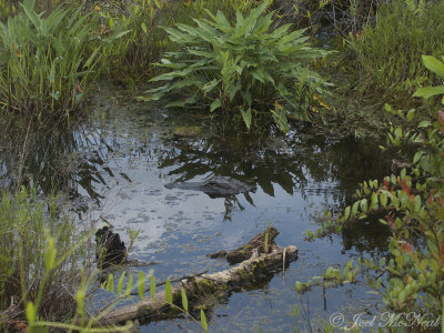 American Alligator: Okefenokee NWR