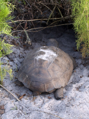 Gopher Tortoise: Crooked River State Park