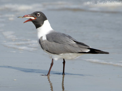 Laughing Gull swallowing Menhaden: Jekyll Island south beach
