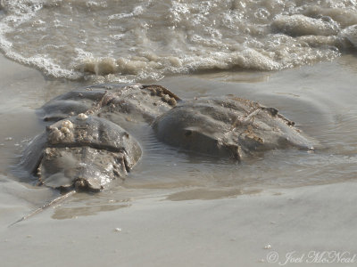 Spawning Horseshoe Crabs: Jekyll Island south beach
