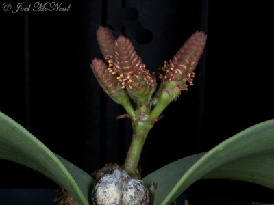 male Welwitschia mirabilis strobili