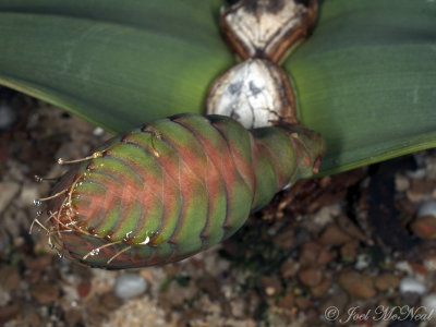 female Welwitschia mirabilis strobilus