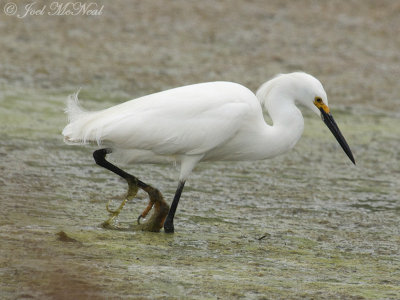 Snowy Egret: Bartow Co., GA