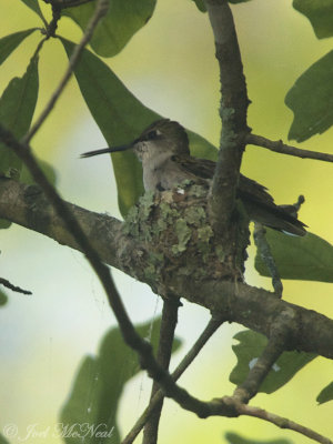 female Ruby-throated Hummingbird building nest: Bartow Co., GA