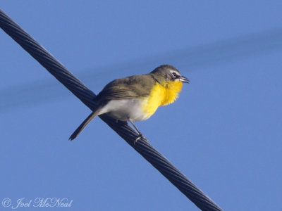 Yellow-breasted Chat: Bartow Co., GA