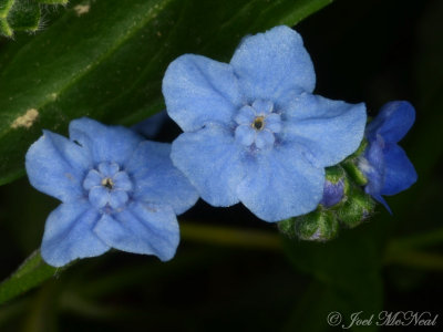 Chinese Forget-me-not: Cynoglossum amabile