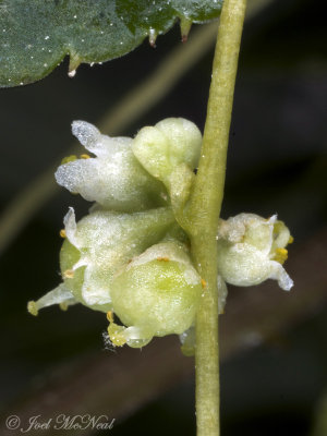 Peruvian Dodder: Cuscuta obtusiflora