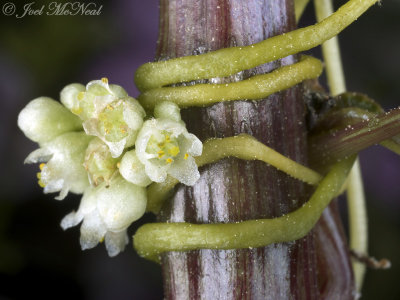 Peruvian Dodder: Cuscuta obtusiflora