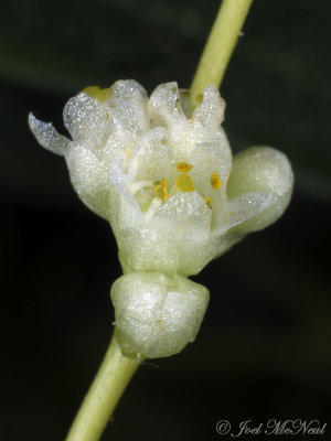 Peruvian Dodder: <i>Cuscuta obtusiflora</i>