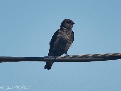 Northern Rough-winged Swallow
