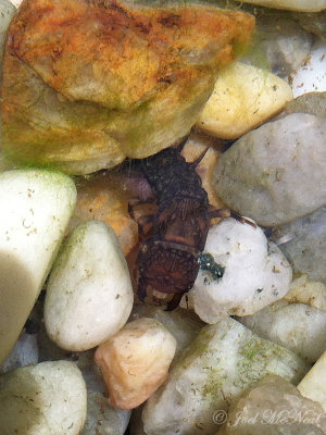 Hellgrammite (larva of the Eastern Dobsonfly: Corydalus cornutus), Cobb Co., GA