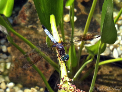 male Blue Dasher: Cobb Co., GA