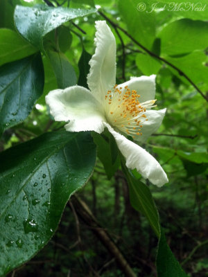 Mountain Camellia: Stewartia ovata