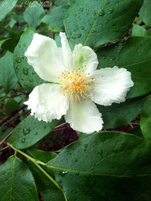 Mountain Camellia: Stewartia ovata