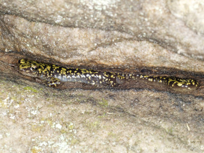 Green Salamander: Aneides aeneus