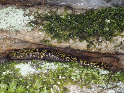 Green Salamander: Aneides aeneus