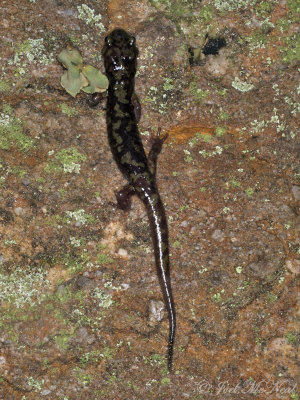 aberrantly pigmented Green Salamander: Aneides aeneus