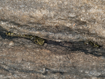 2 Green Salamanders, 1 crevice: Aneides aeneus