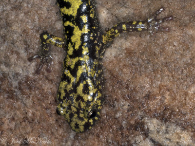 Green Salamander: Aneides aeneus