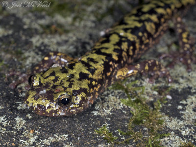 Green Salamander: Aneides aeneus