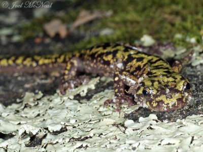 Green Salamander: Aneides aeneus